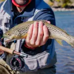 New Mexico Trout Stocking Schedule